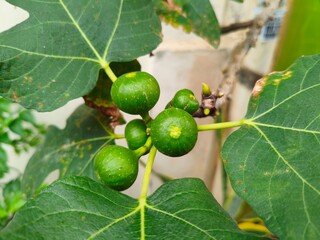 green figs on a tree