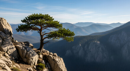 majestic pine tree on rocky cliff over mountain range