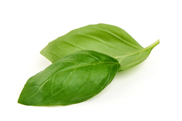 Basil Leaves Ocimum basilicum, isolated on white background
