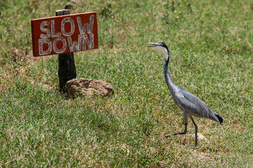 Black-headed heron