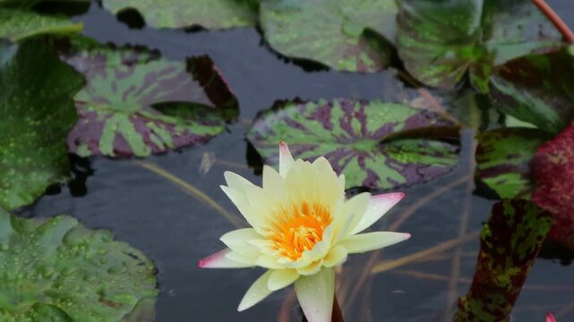 Beautiful water lilies bloomed in a still pond where rain was falling.비가내리는 잔잔한 연못에 아름다운 수련이 피었습니다.