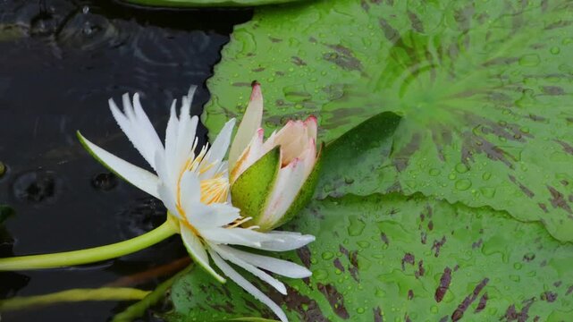 Beautiful water lilies bloomed in a still pond where rain was falling.비가내리는 잔잔한 연못에 아름다운 수련이 피었습니다.
