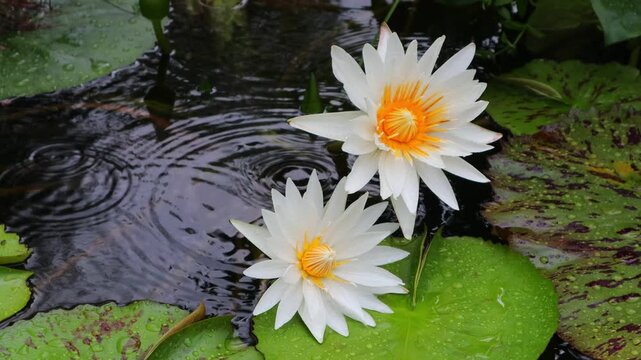 Beautiful water lilies bloomed in a still pond where rain was falling.비가내리는 잔잔한 연못에 아름다운 수련이 피었습니다.