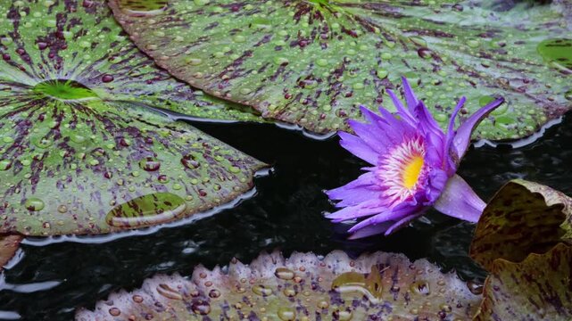 Beautiful water lilies bloomed in a still pond where rain was falling.비가내리는 잔잔한 연못에 아름다운 수련이 피었습니다.