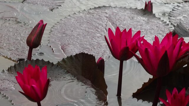 Beautiful water lilies bloomed in a still pond where rain was falling.비가내리는 잔잔한 연못에 아름다운 수련이 피었습니다.