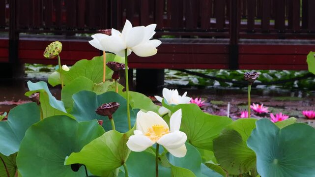 Beautiful lotus flowers bloomed in a calm pond where rain was falling.비가내리는 잔잔한 연못에 아름다운 연꽃이 피었습니다.