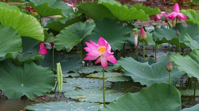 Beautiful lotus flowers bloomed in a calm pond where rain was falling.비가내리는 잔잔한 연못에 아름다운 연꽃이 피었습니다.