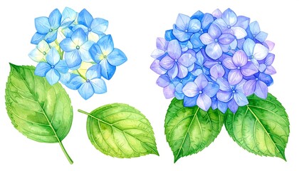 Hydrangea blossom cluster