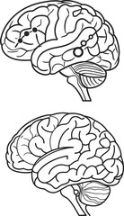 Fototapeta premium Detailed human brain illustration for medical education, cognitive science research, or neurology presentations, originally a scalable vector graphic
