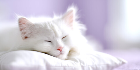 A white cat is sleeping peacefully on a white pillow. Pillow advertisement. 