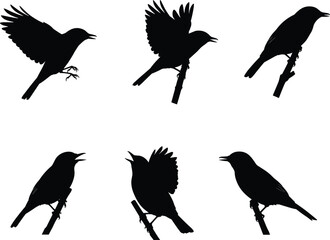 Bird silhouette vector illustration showing sparrows flying, perched, singing on branches, black wildlife design for decorative artwork and creative projects.