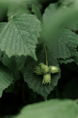 Close-up of fresh green hazelnuts growing on a tree branch, surrounded by vibrant green leaves in natural daylight.