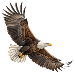 Obraz premium Majestic bald eagle soaring with powerful wings outstretched, symbolizing freedom, strength, and American pride in flight.Isolated on white background.
