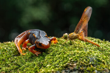 A crocodile newt (Tylototriton Verrucosus) and a dragonfly (Libellulidae).