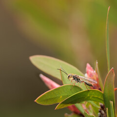 A small insect is sitting on a leaf