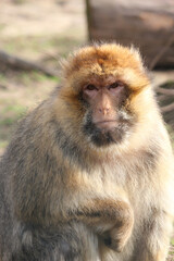Affe