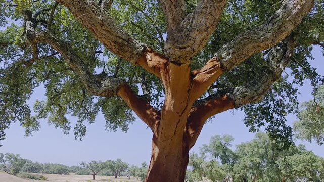 Cork oak trees farm.  Oak trunks are freshly stripped, revealing its reddish core.