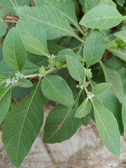 Ashwagandha, Withania somnifera or Indian ginseng.