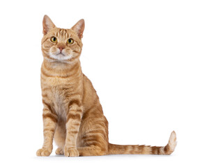 Charismatic red European Shorthair cat, sitting up side ways. Looking curious straight to camera. Isolated on a white background.
