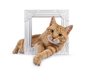 Charismatic red European Shorthair cat, laying through white frame. Looking curious straight to camera. Isolated on a white background.