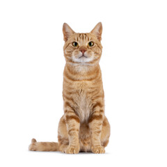 Charismatic red European Shorthair cat, sitting up facing front. Looking straight to camera with attitude. Isolated on a white background.