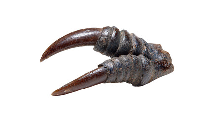 Owl talon fragment background isolated on a Transparent background, PNG file.