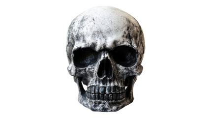 Human Skull Frontal View isolated on a transparent background