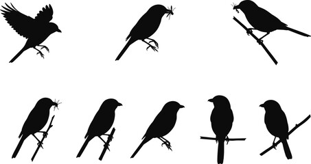 Silhouette vector illustration of small birds perched, singing, flying, and holding insects on branches, perfect for wildlife, decorative, and nature design