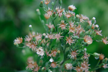 American Burnweed (Erechites hieracifolia), commonly found in burned areas, is a plant in the daisy family, Asteraceae. With morning dew