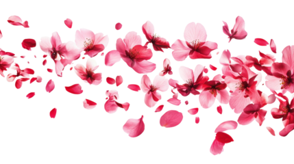 Pink sakura petals falling isolated on a transparent background 2