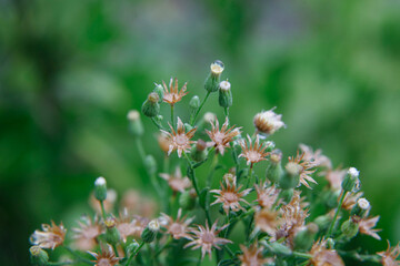 American Burnweed (Erechites hieracifolia), commonly found in burned areas, is a plant in the daisy family, Asteraceae. With morning dew