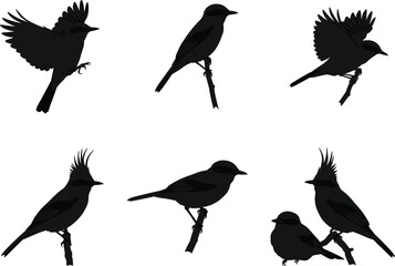 Vector illustration of bird silhouettes perched and flying on branches with detailed feathers, perfect for wildlife, nature, decorative, and design.