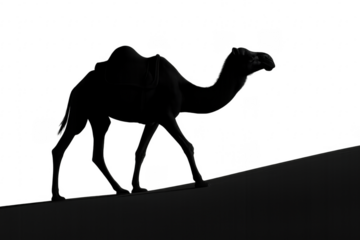 Camel silhouette walking on sand dune transparent background