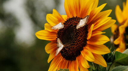 Girasol en flor con mariposas polinizando 