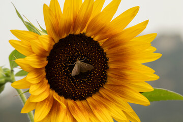 Girasol en flor con mariposas polinizando 
