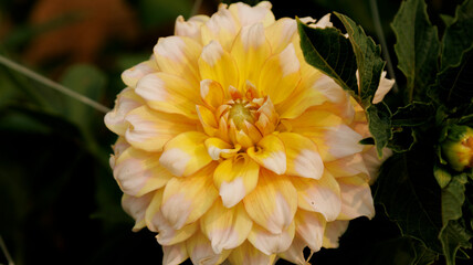 Diferentes especies de La dalia en flor, diversidad, floral