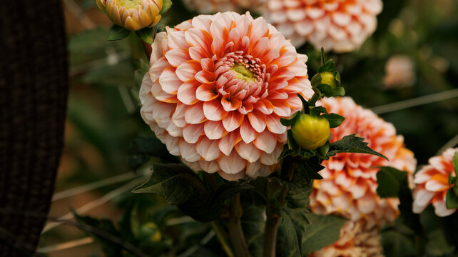 Diferentes especies de variedad de Dalias,  plantas con flores de la familia de las aster&aacute;ceas