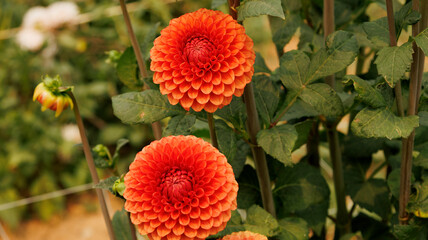 Diferentes especies de variedad de Dalias,  plantas con flores de la familia de las asteráceas