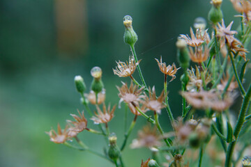 American Burnweed (Erechites hieracifolia), commonly found in burned areas, is a plant in the daisy family, Asteraceae. With morning dew