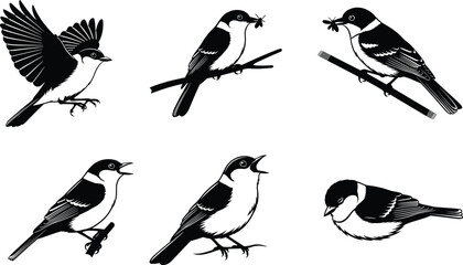 Vector illustration of small songbirds in flight, perched on branches, eating insects, singing, and resting, detailed wildlife silhouette artwork.