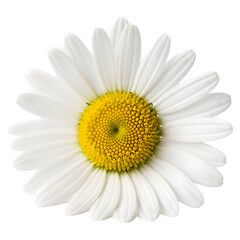 Close-up of a vibrant white daisy flower with a yellow center, showcasing its natural beauty and detail
