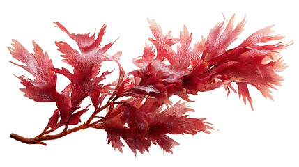 Red algae fragment background isolated on a Transparent background, PNG file.