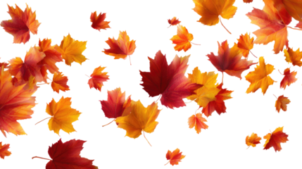 Flying Autumn Maple Leaves isolated on transparent background Remove png, Clipping Path, pen tool