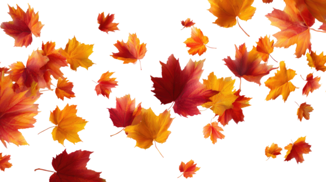 Flying Autumn Maple Leaves isolated on transparent background Remove png, Clipping Path, pen tool