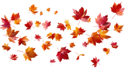 Flying Autumn Maple Leaves isolated on transparent background Remove png, Clipping Path, pen tool