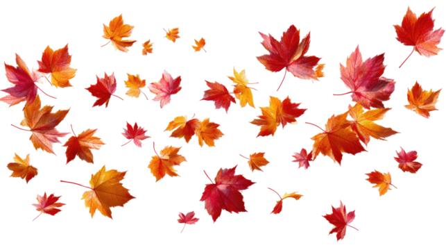 Flying Autumn Maple Leaves isolated on transparent background Remove png, Clipping Path, pen tool