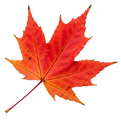 Obraz premium Vibrant red maple leaf showcasing autumn colors against a white background, ideal for seasonal decor