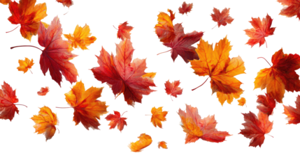 Flying Autumn Maple Leaves isolated on transparent background Remove png, Clipping Path, pen tool