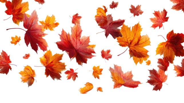 Flying Autumn Maple Leaves isolated on transparent background Remove png, Clipping Path, pen tool