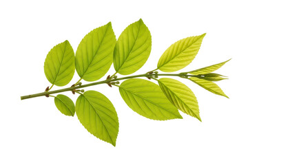 Fototapeta premium Green leaves on branch isolated on transparent background